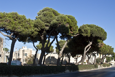 Naxxar_church_trees